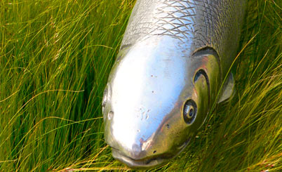 在线教育平台的攻击网站的方法